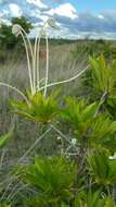 Слика од Rotheca microphylla (Blume) Callm. & Phillipson