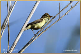 Image of Melodious Warbler