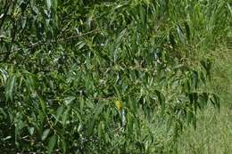 Image of peach-leaved poison bush