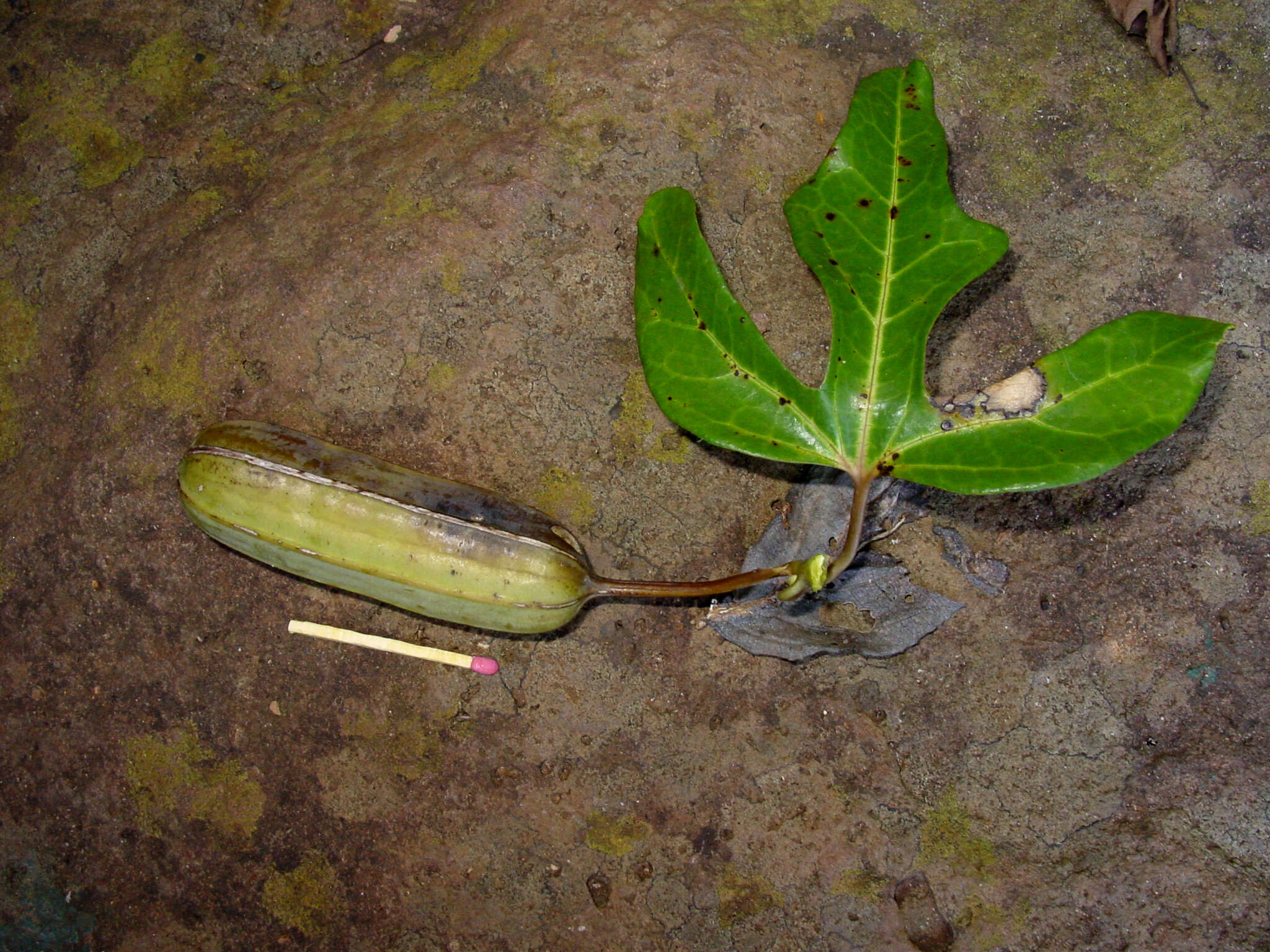 Image of Aristolochia macroura Gomez