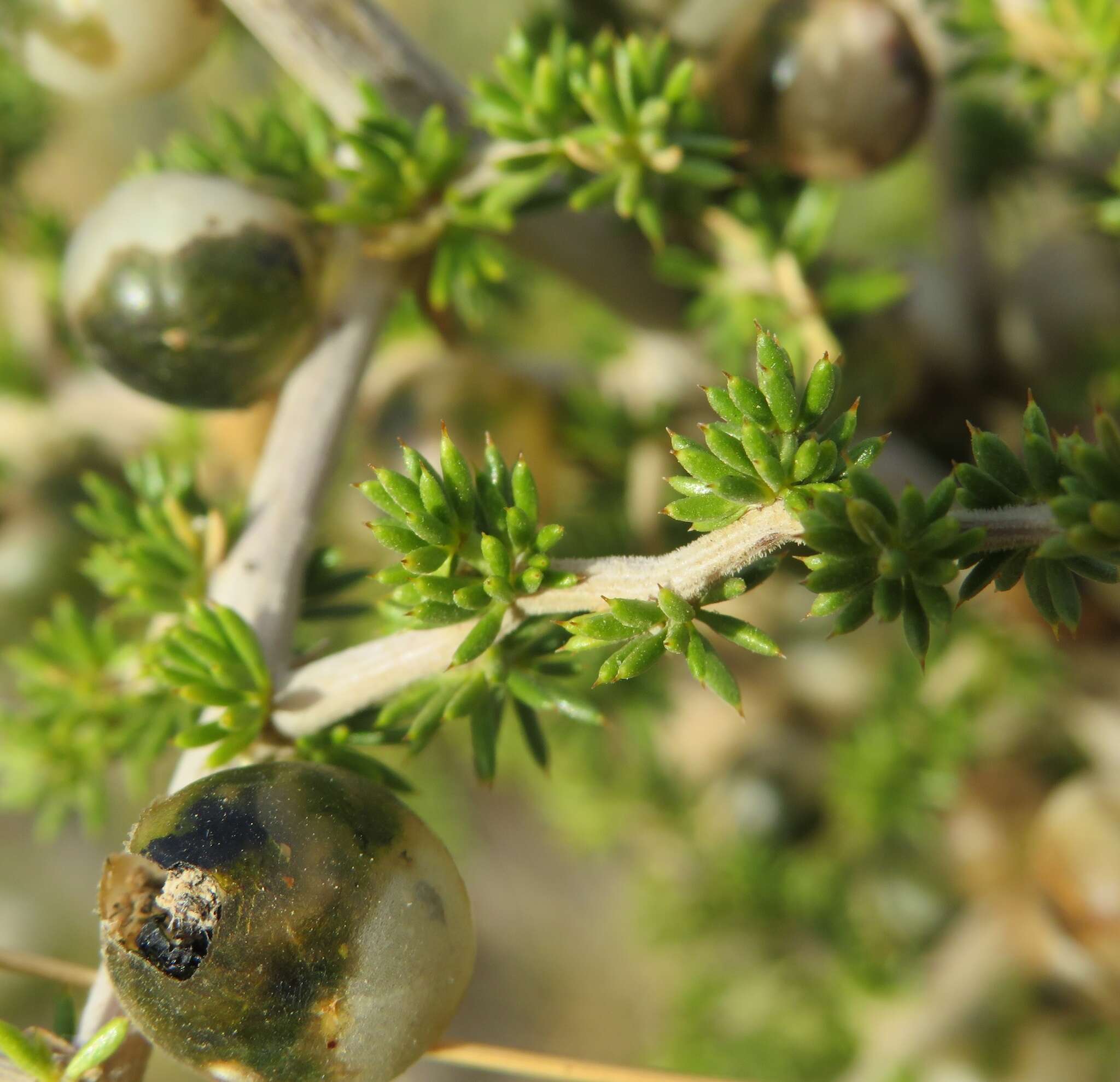 Image of Spiny Asparagus