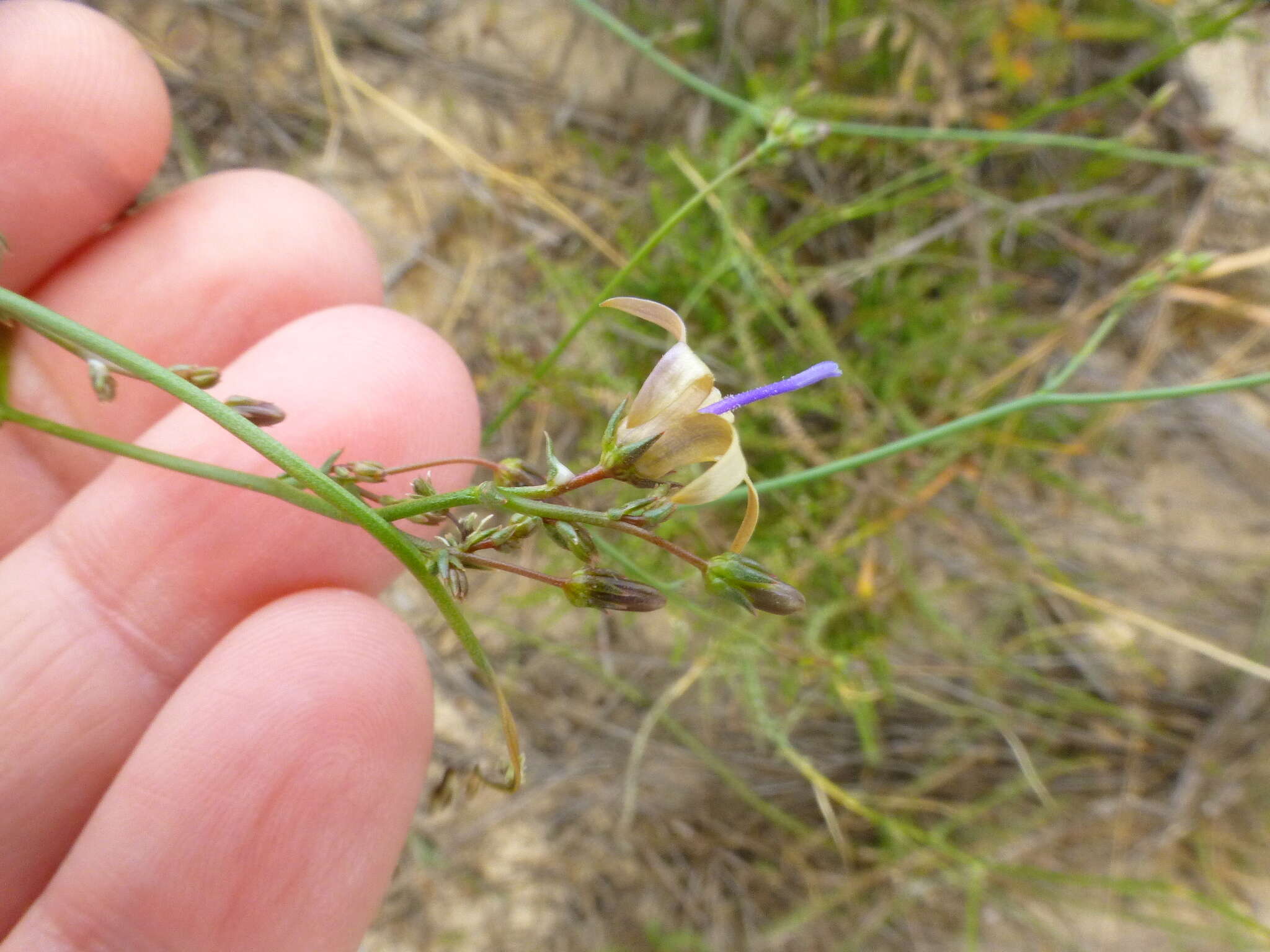 صورة Wahlenbergia adpressa (L. fil.) Sond.