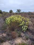 Image de Leucadendron roodii Bolus