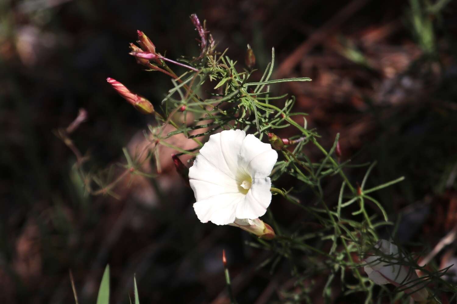 Image of Stebbins' false bindweed