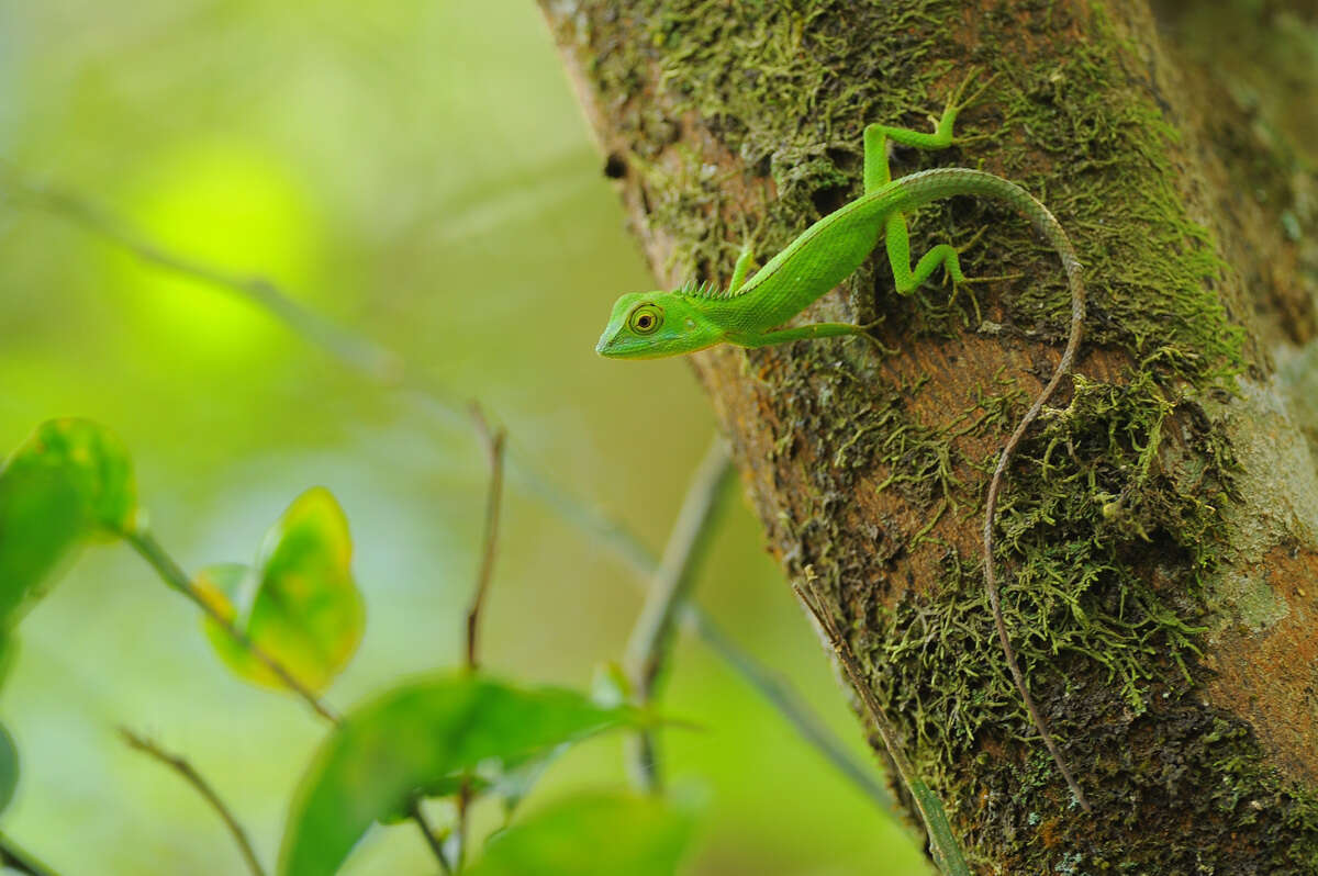 Plancia ëd Calotes liolepis Boulenger 1885