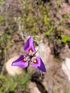 Image of Moraea caeca Barnard ex Goldblatt