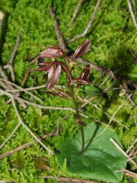 Image of Large gnat orchid