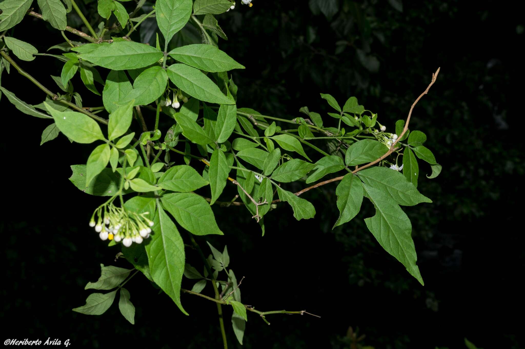 Image of Solanum appendiculatum Humb. & Bonpl. ex Dun.