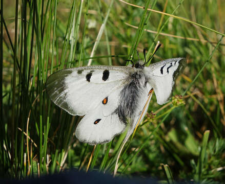 Image of Parnassius nordmanni