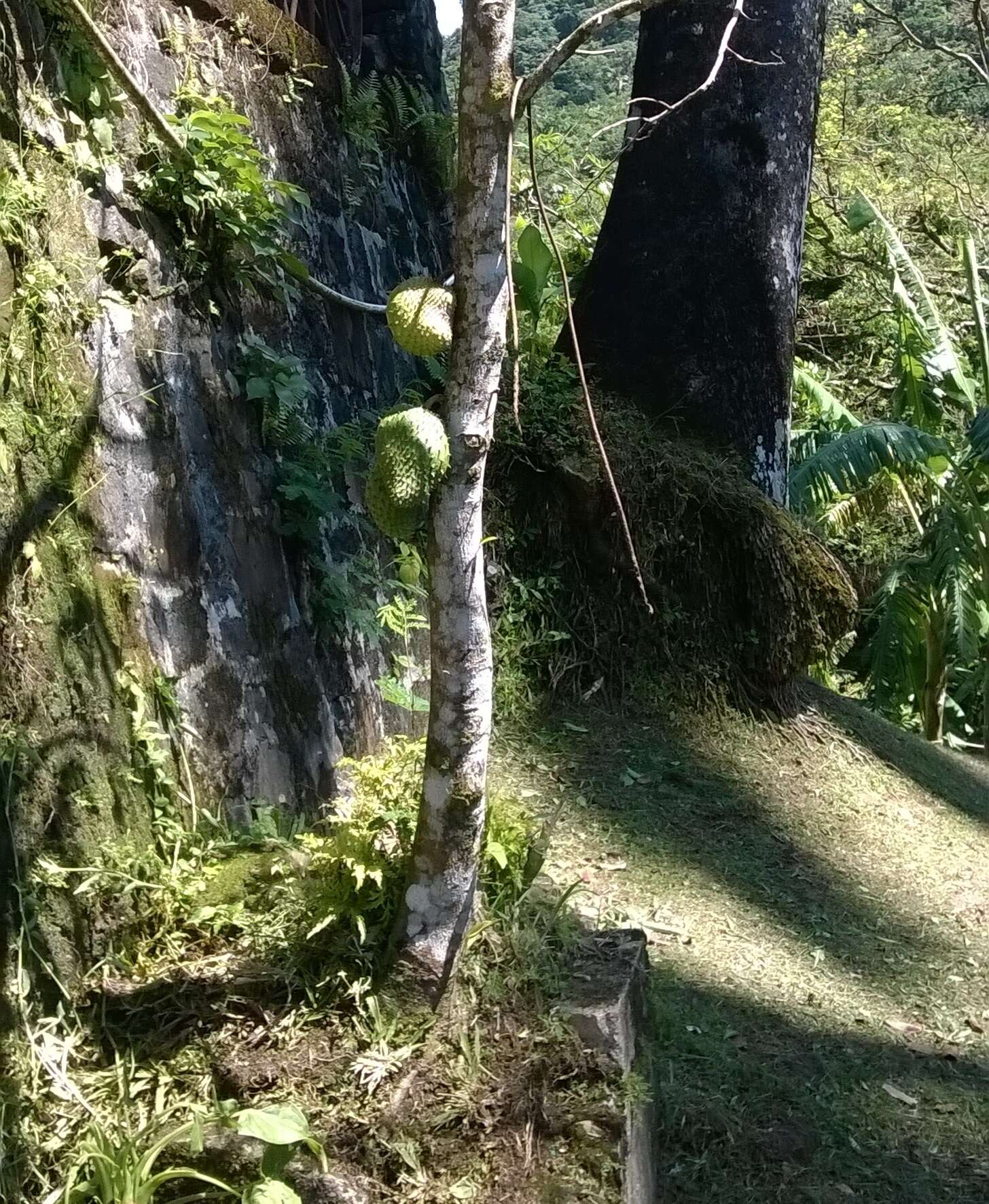 Image of soursop