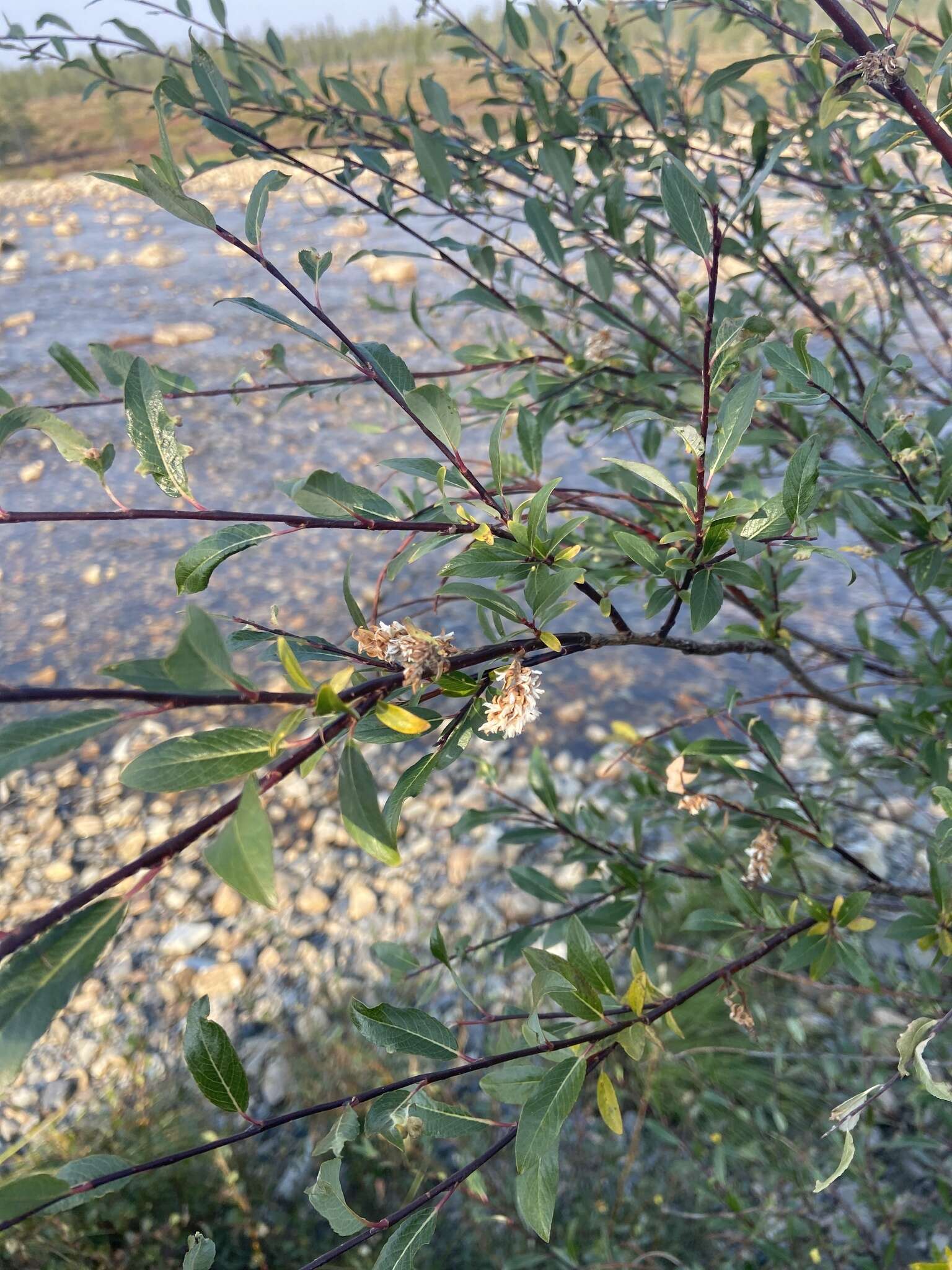 Image of Salix boganidensis Trautv.