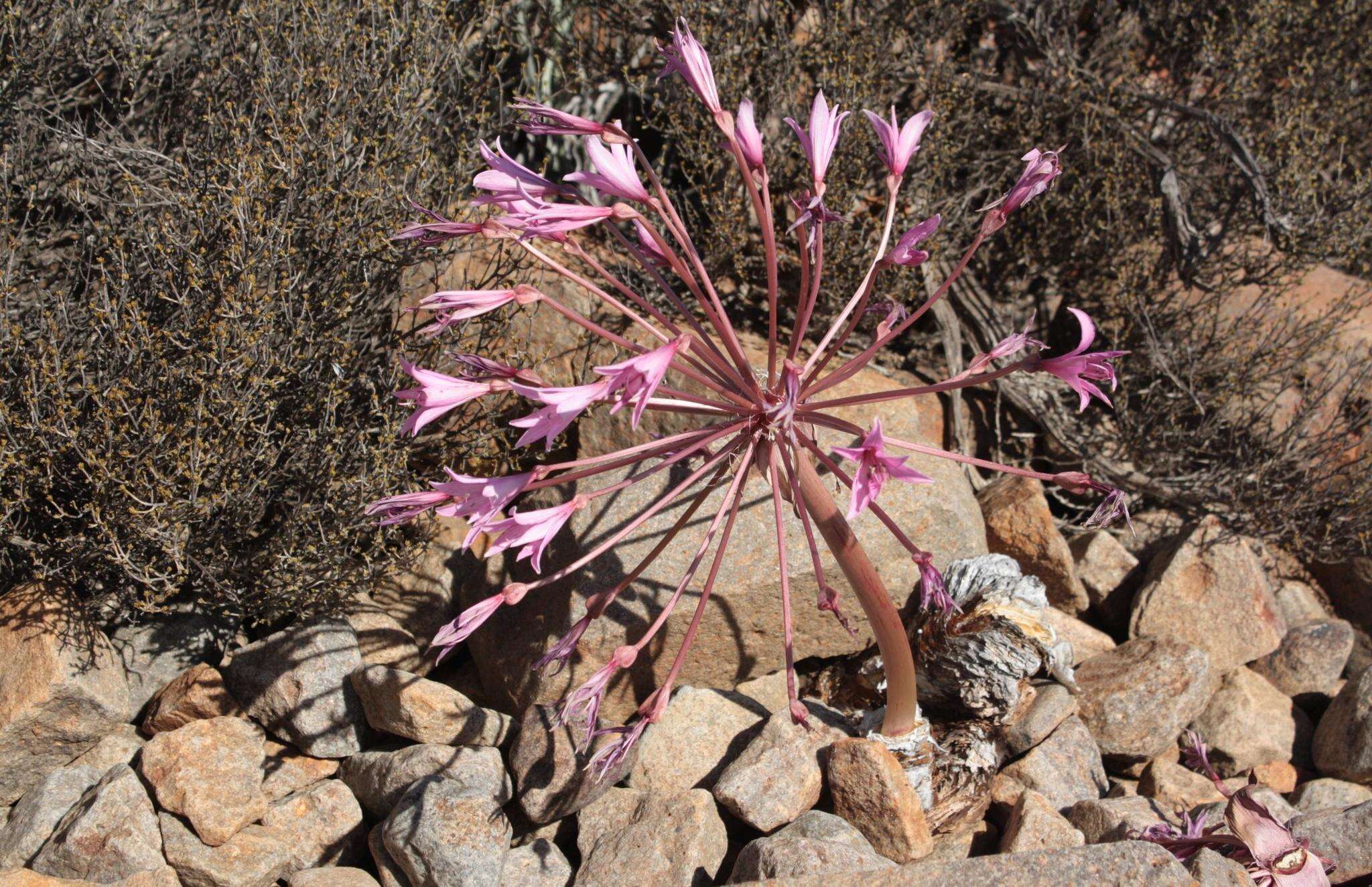 Image of Brunsvigia herrei Leight. ex W. F. Barker