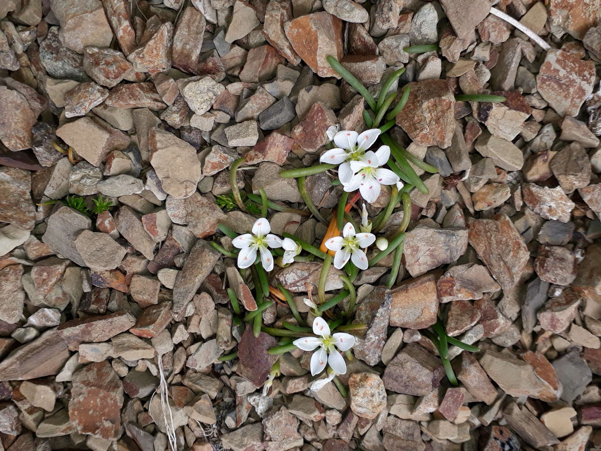 Image of <i>Montia calycina</i>