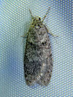 Image of Dull Flatbody Moth