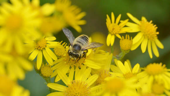 Megachile perihirta Cockerell 1898 resmi