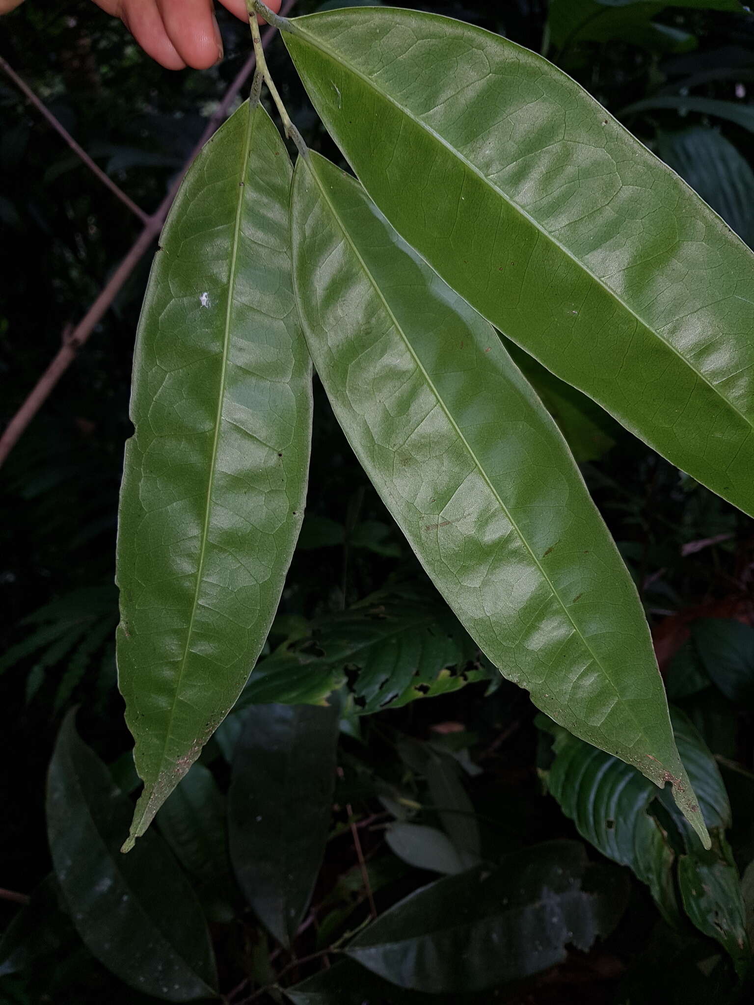 Image of Mosannona costaricensis (R. E. Fr.) Chatrou