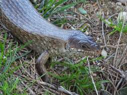 Image of King's Skink