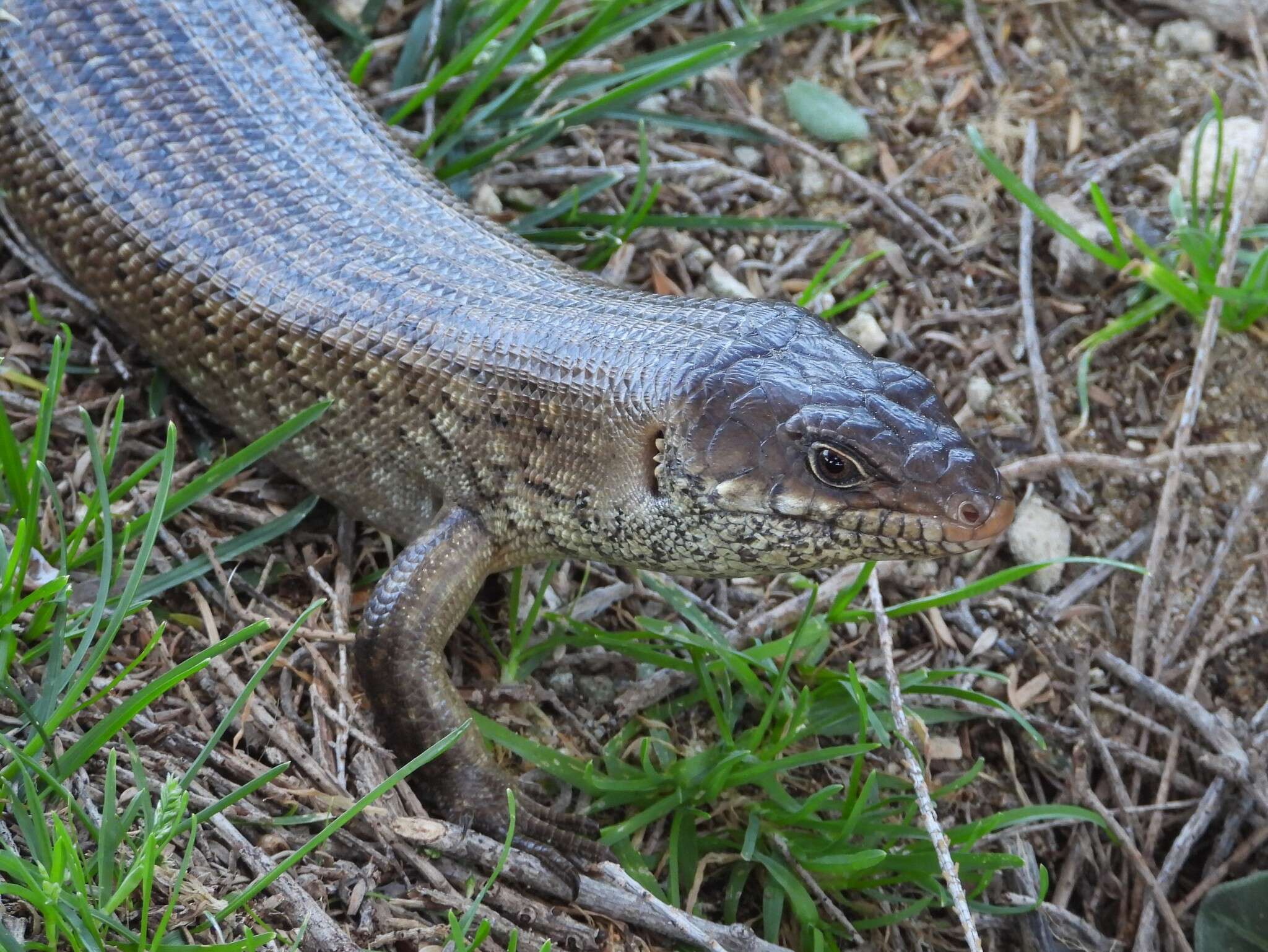 Image of King's Skink