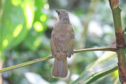 Image of Olive-winged Bulbul