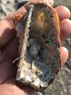 Image of crested oyster