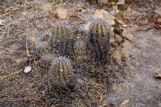 Echinopsis bridgesii Salm-Dyck resmi