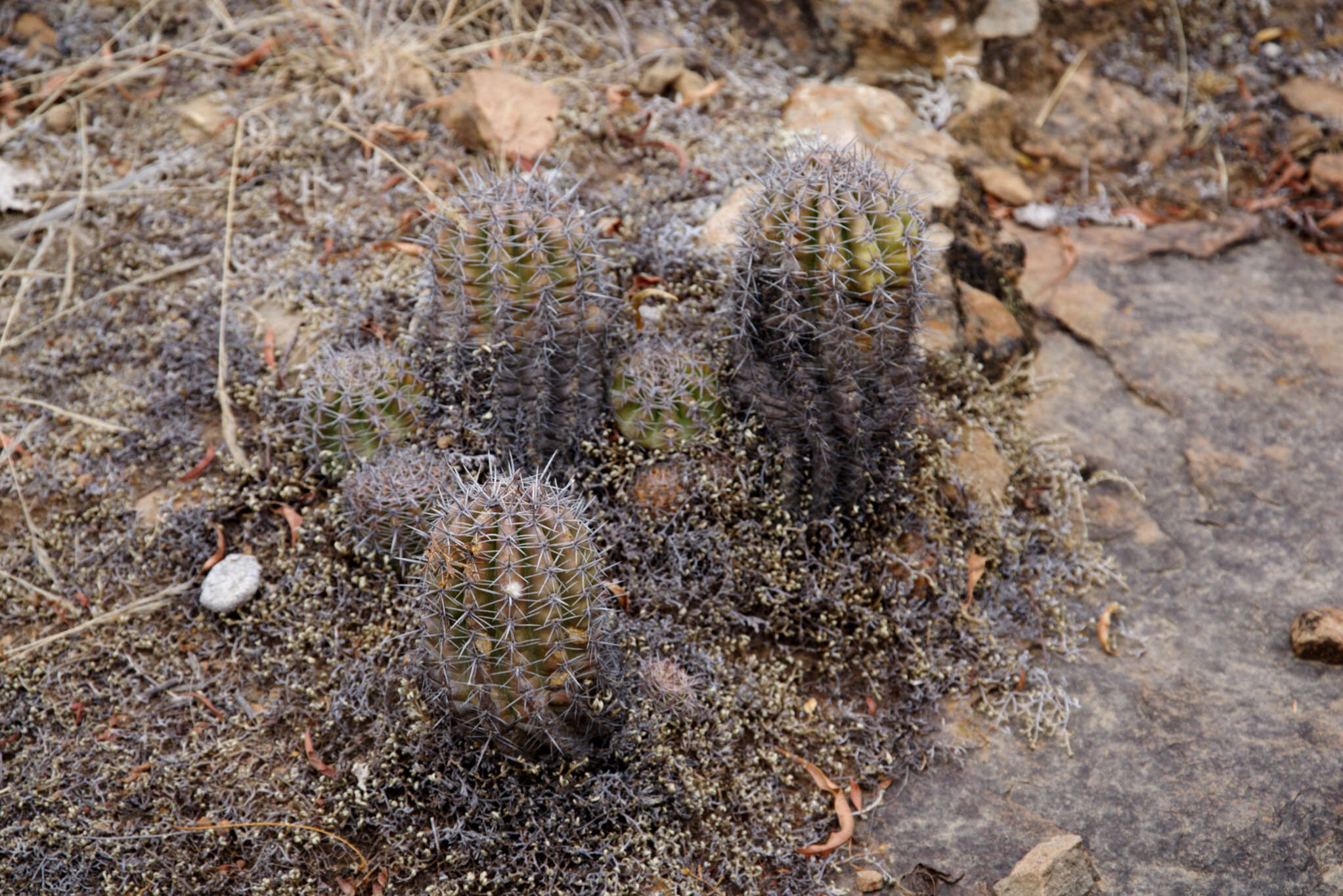 Image of Echinopsis bridgesii Salm-Dyck