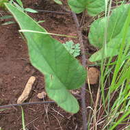 Image of Ipomoea pellita Hall. fil.