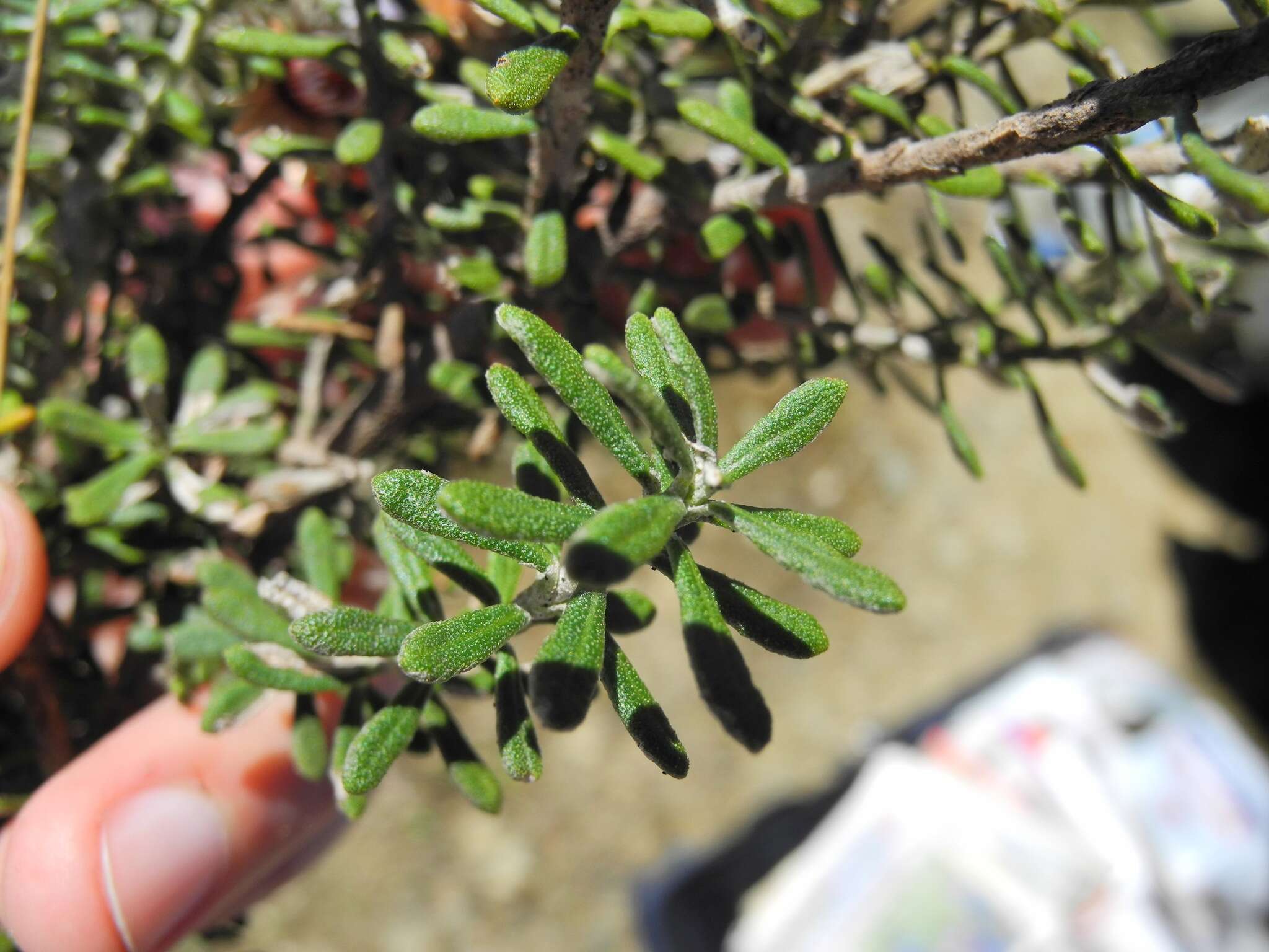 Image of Diplostephium oblanceolatum S. F. Blake