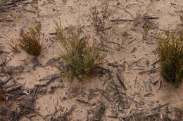 Image of clubmoss daisy-bush