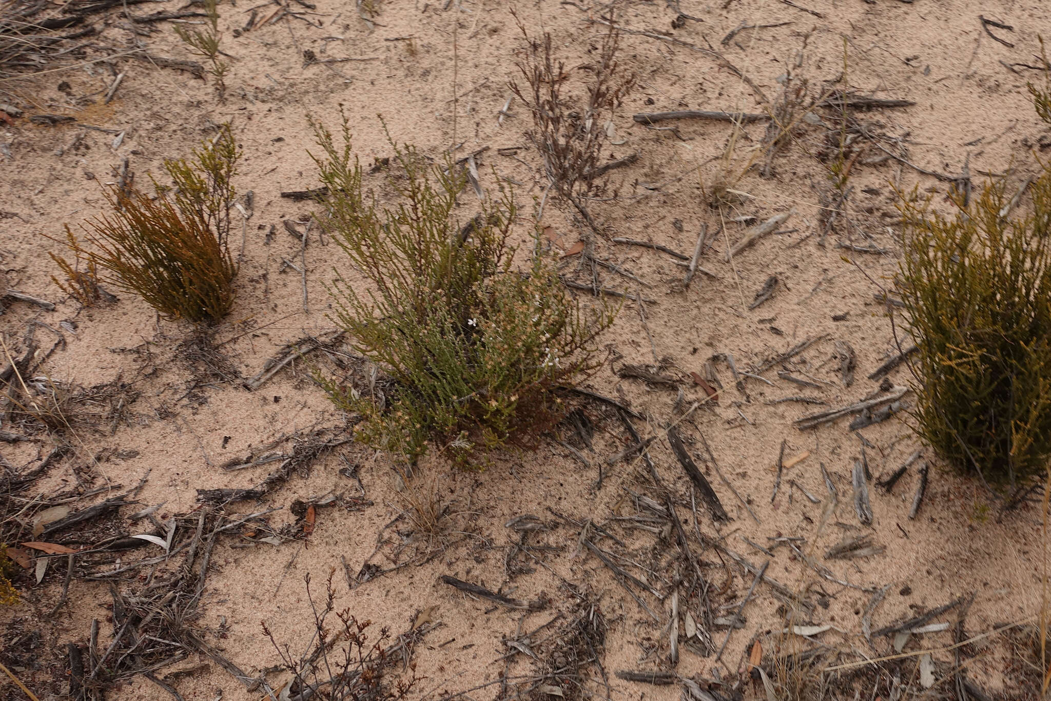 Image of clubmoss daisy-bush