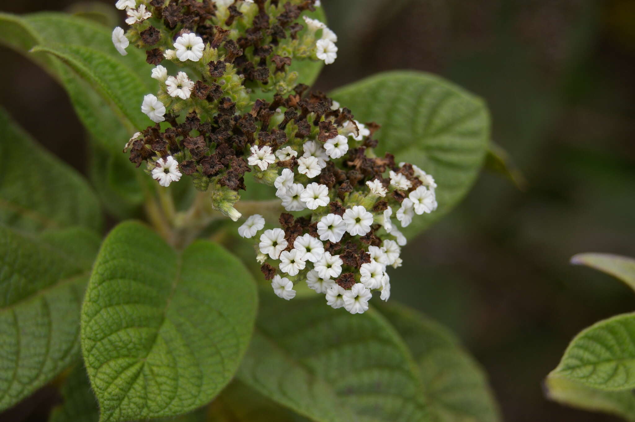 صورة Tournefortia rufosericea Hook. fil.