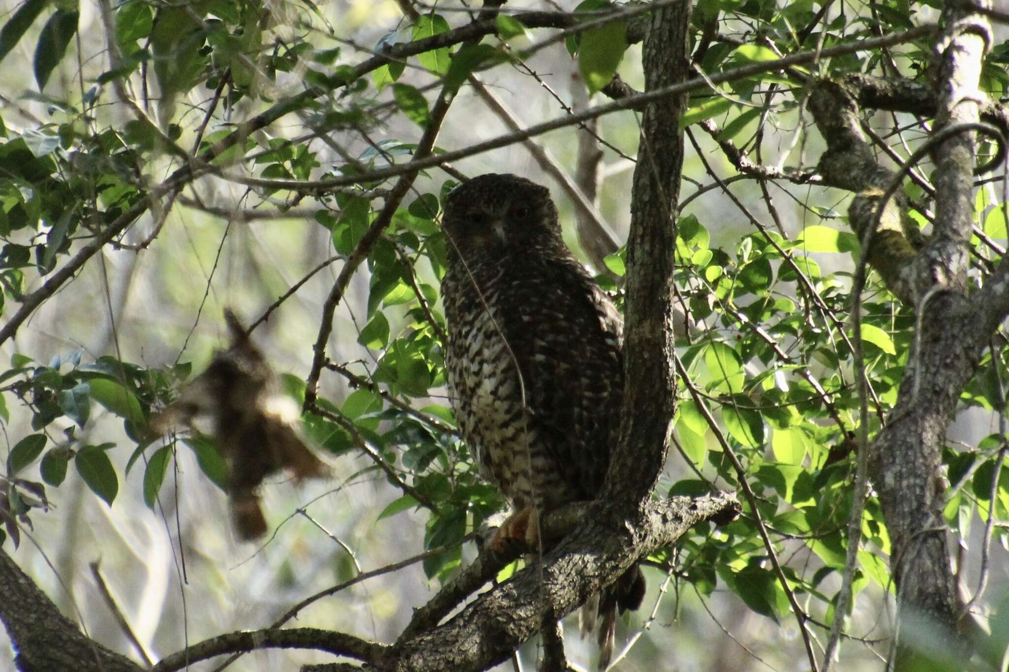 صورة Ninox strenua (Gould 1838)