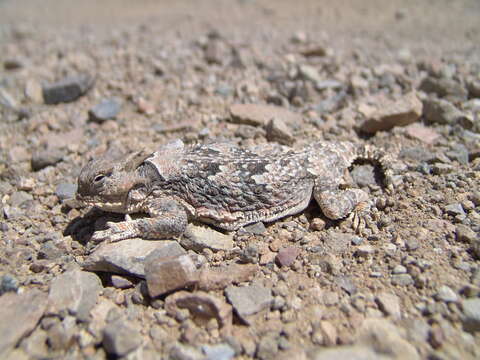 Image of Desert Horned Lizard