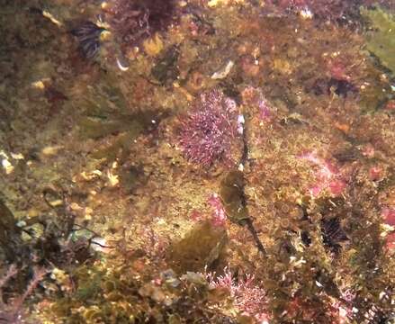 Image of elongate zoanthid