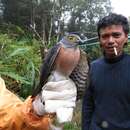 Image of Celebes Sparrowhawk