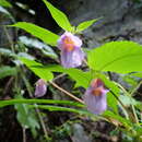 Impatiens charanii T. Shimizu resmi