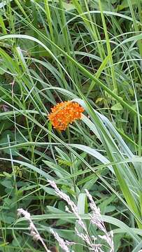 Image of butterfly milkweed