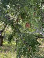 Image of Large-leaved albizia