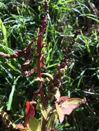 Image of Phytolacca octandra L.