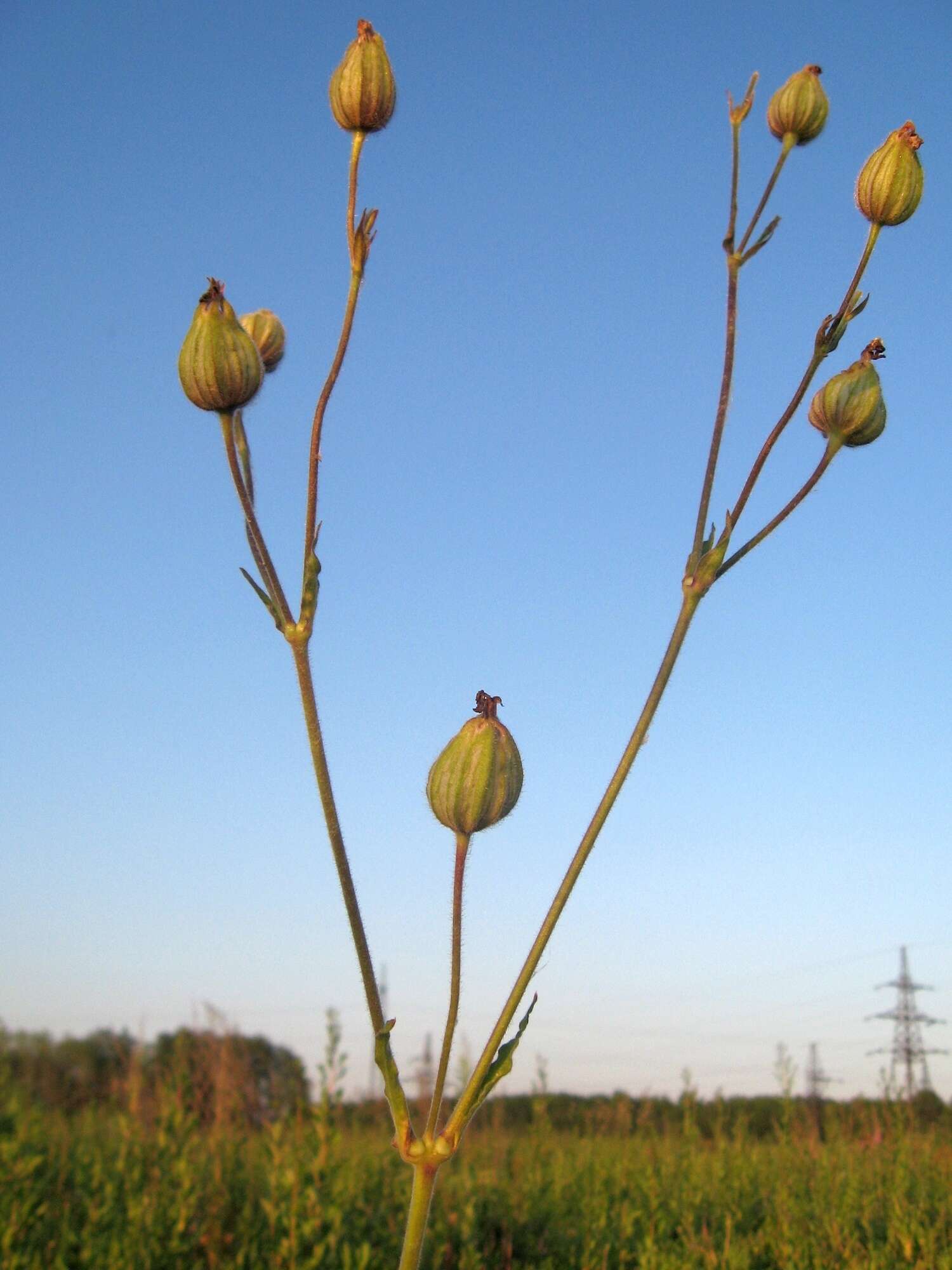 Imagem de Silene latifolia subsp. alba (Miller) Greuter & Burdet