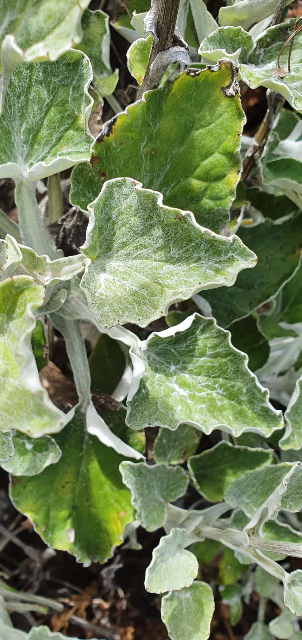 Image of Senecio verbascifolius Burm. fil.