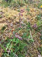 Image of alpine meadow-rue