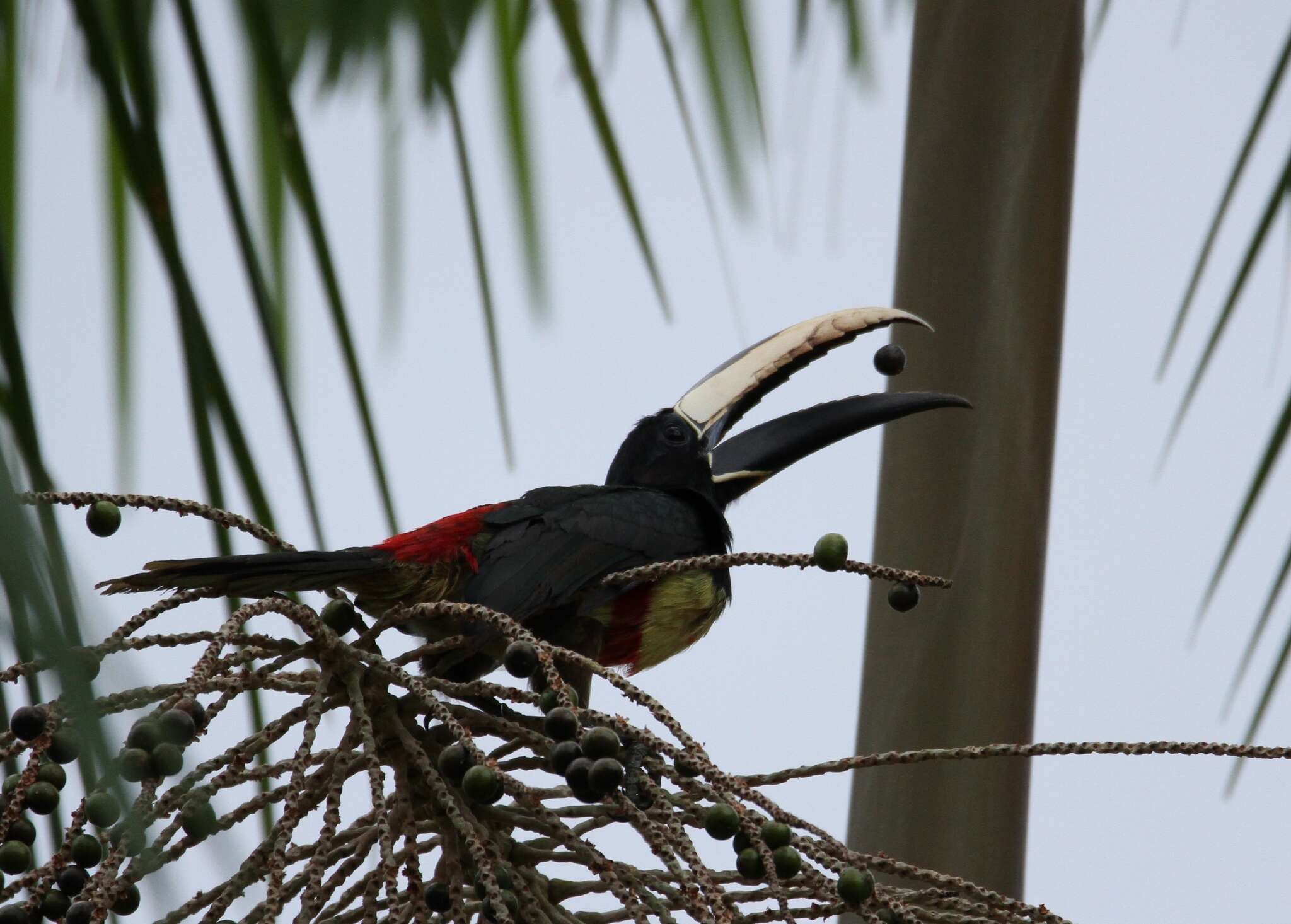 Image of Black-necked Aracari