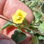 Image of yellow nightshade groundcherry