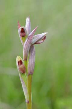 Image of Small-flowered serapias