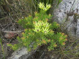 Sivun Leucadendron loeriense I. Williams kuva