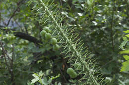 Image of Foxtail lily