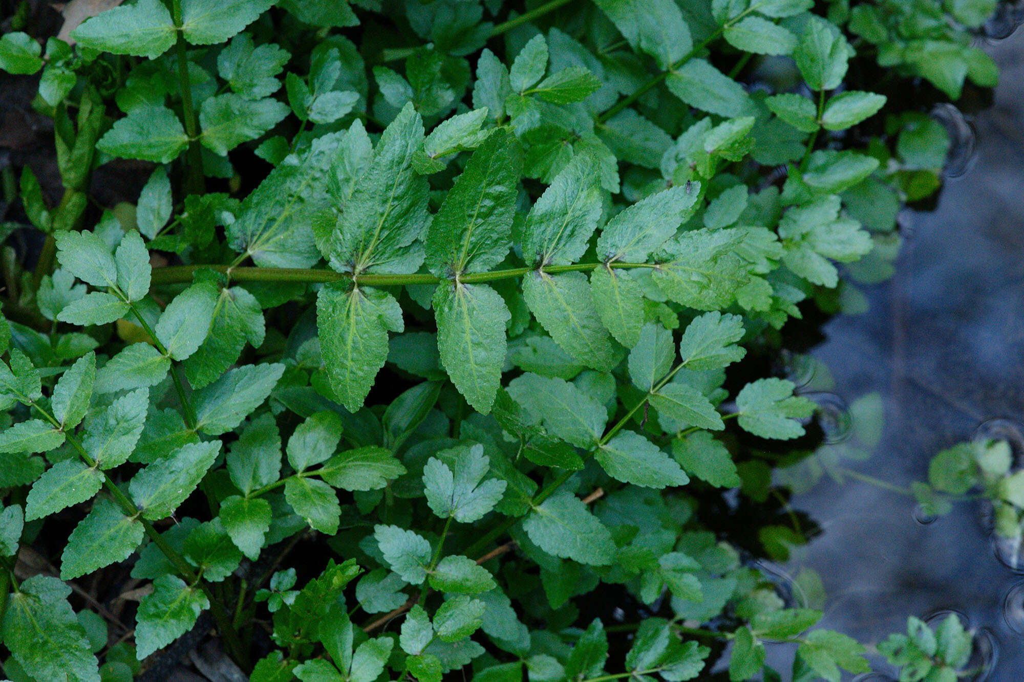 Image of Fool's-Watercress