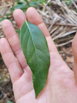 Image de Cryptocarya rigida Meisn.