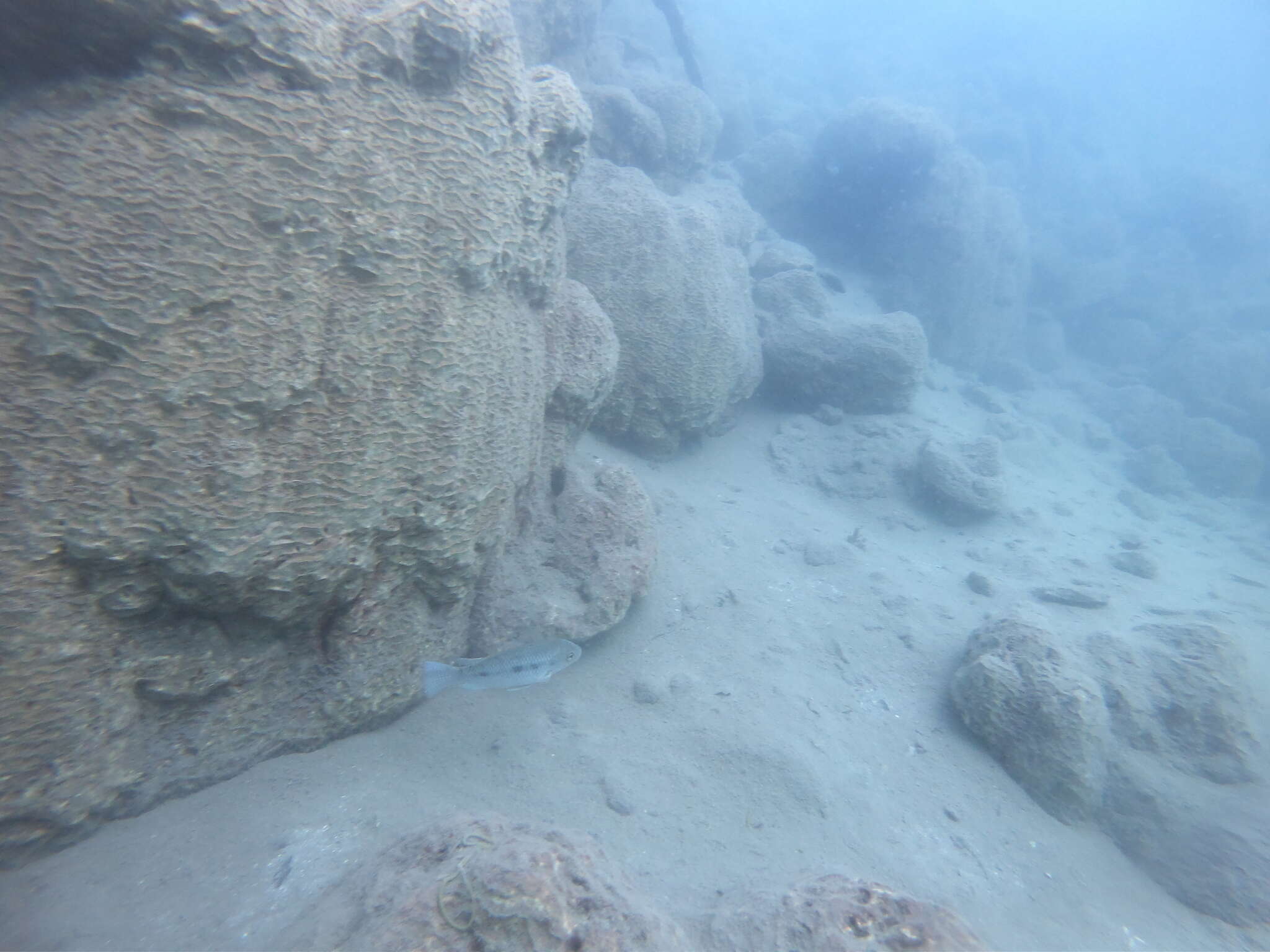 Oreochromis hunteri Günther 1889 resmi